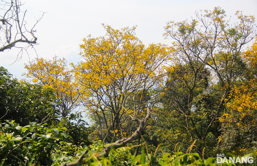 A road leading to the Son Tra Peninsula is filled with outstanding yellow blossoms