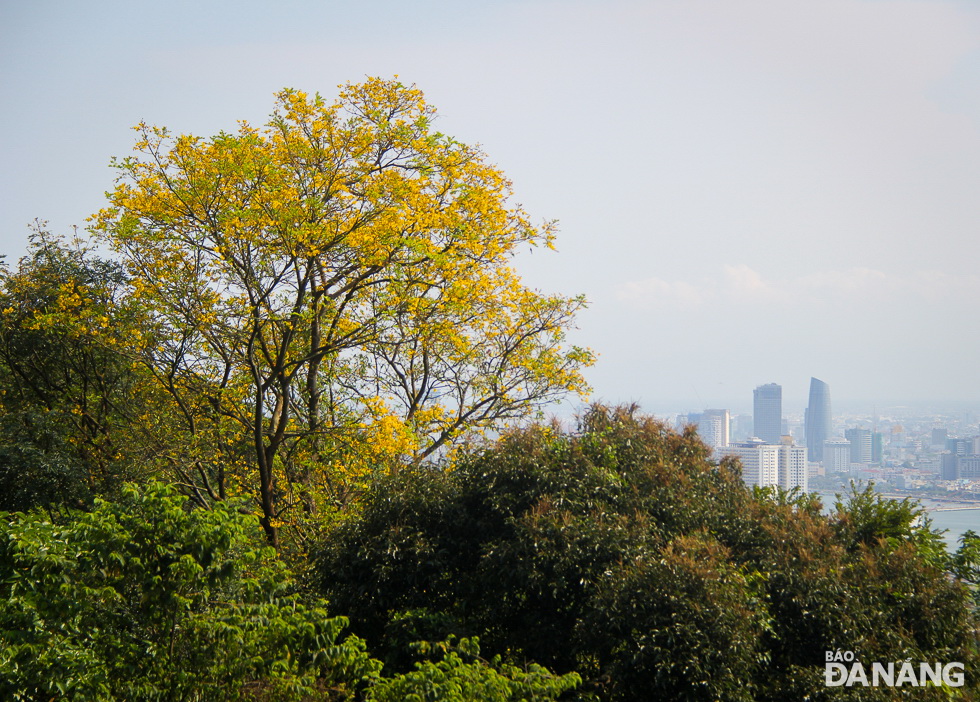  Standing near the Peltophorum pterocarpum trees, visitors can gain panoramic views of the city