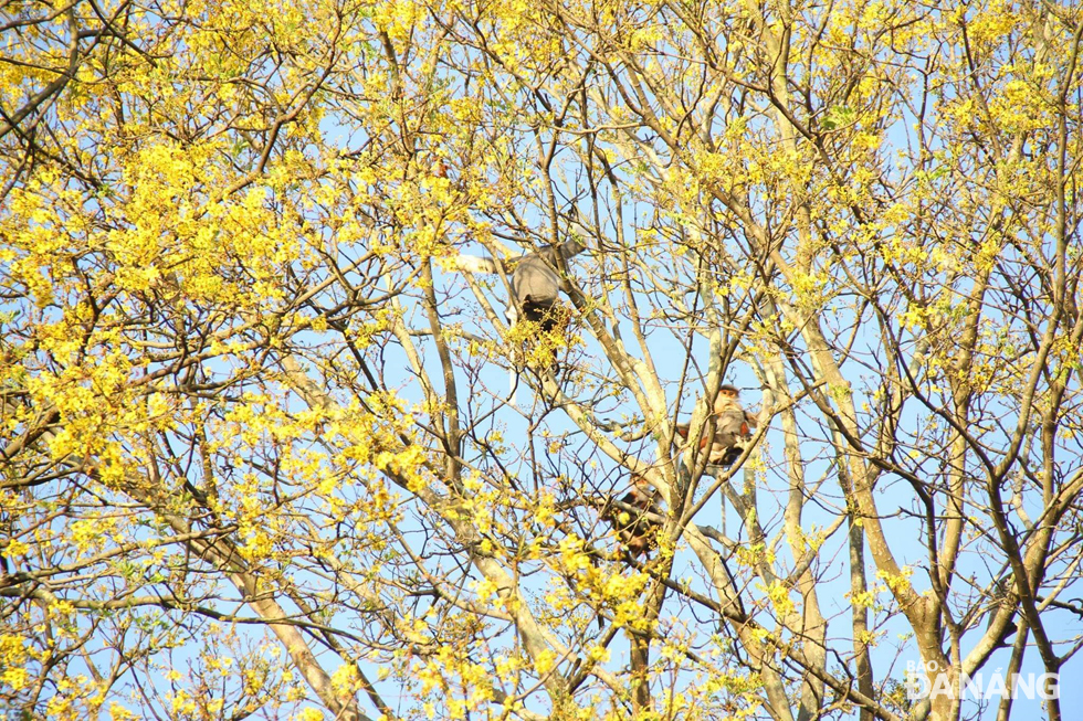 The popular ornamental trees can grow well in different natural conditions and diversified topography