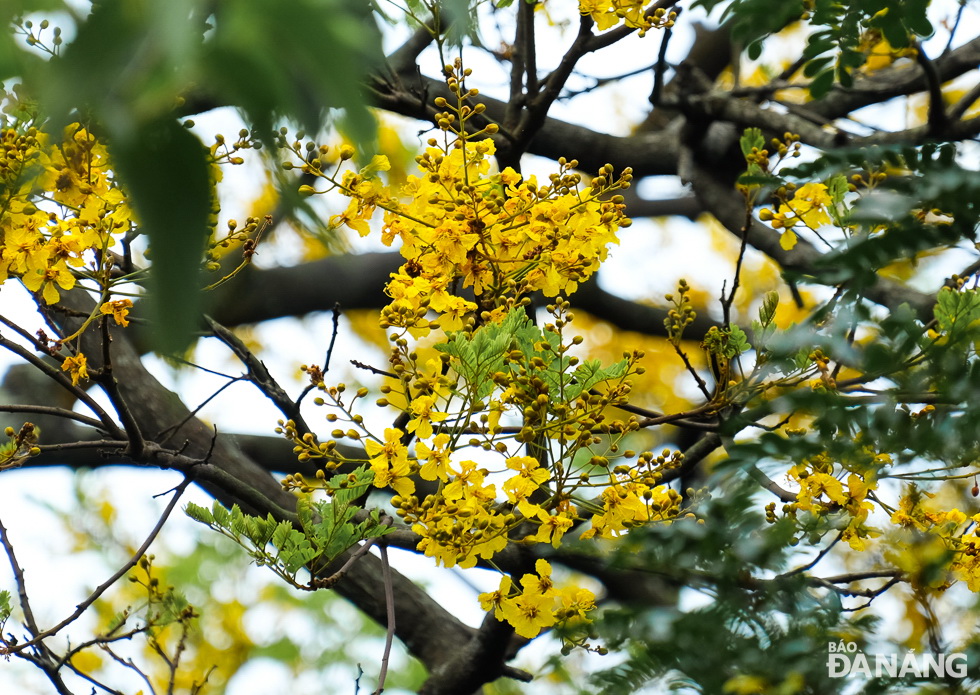 Red-shanked douc langurs on the Peninsula like to eat this type of flowers