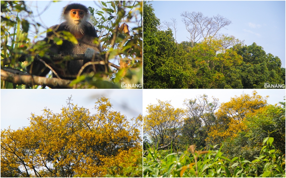  Peltophorum pterocarpum flowers and red-shanked douc langurs are typical feature for the amazing natural setting on the Son Tra Peninsula.