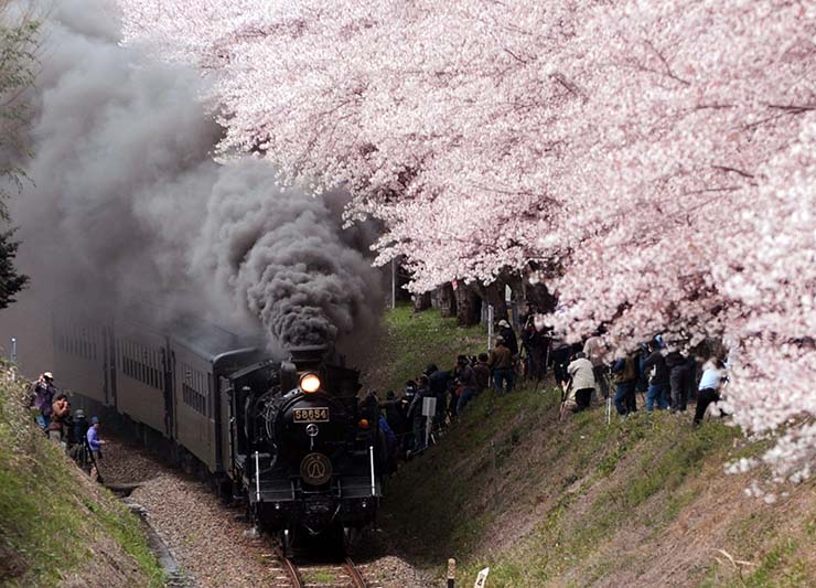 Xe lửa chạy qua vạt anh đào ở Kumamoto. Ảnh: Bloomberg