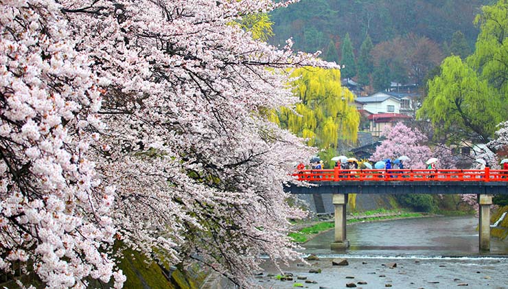 Hoa anh đào nở trắng bên sông ở Gifu.