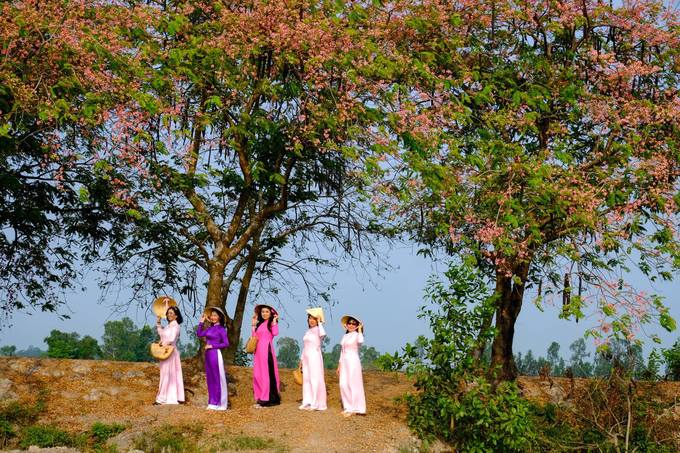 Những người phụ nữ trong tà áo dài tạo dáng dưới hàng cây ô môi nổi tiếng tại Cao Lãnh, Đồng Tháp. Sở dĩ người miền Tây đặt cho cây cái tên ô môi là khi ăn trái này, môi sẽ chuyển từ màu đỏ sang đen thẫm (