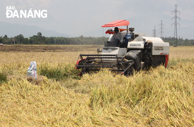 Hợp tác xã DVSX&KDTH Hòa Châu 1 sử dụng máy gặt đập liên hợp thu hoạch lúa của các thành viên.