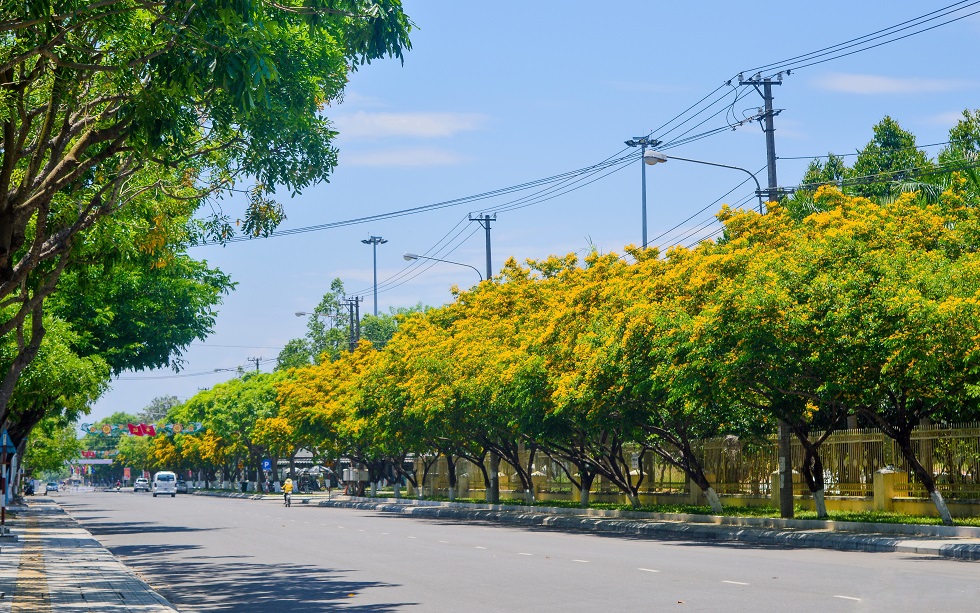 Sua flowers beautifying Tran Hung Dao Street