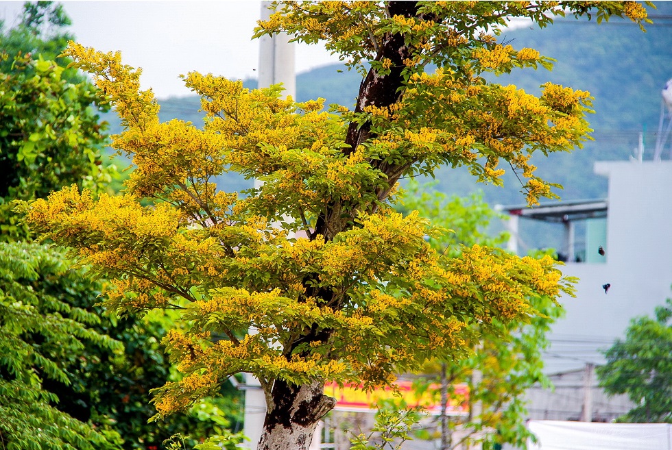 In this month, Sua flowers are in full bloom