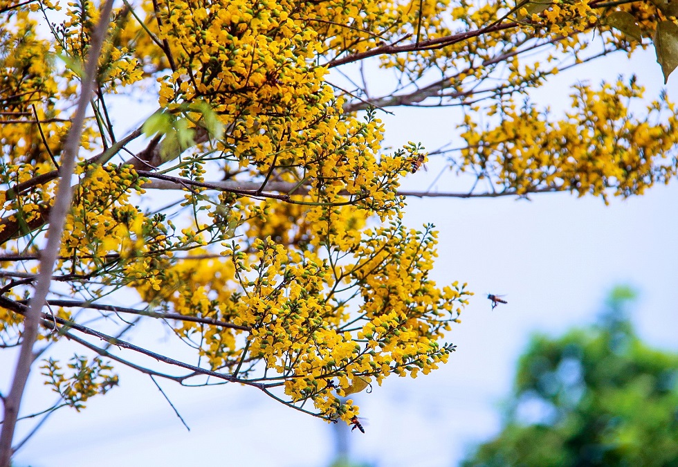 In addition to their eye-catching colour, Sua flowers have sweet fragrance