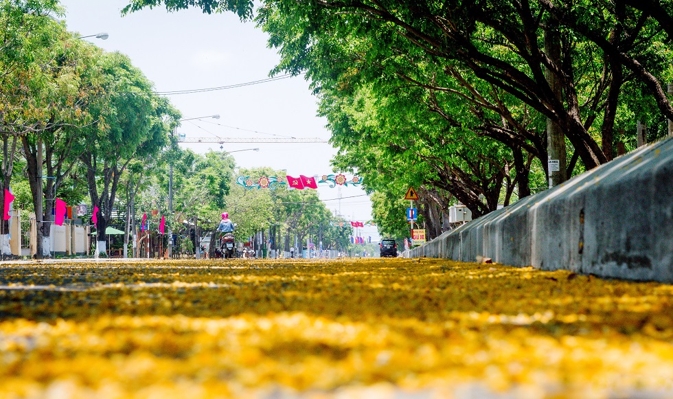 Sua flowers’ petals falling on streets, creating romantic scenery to the city