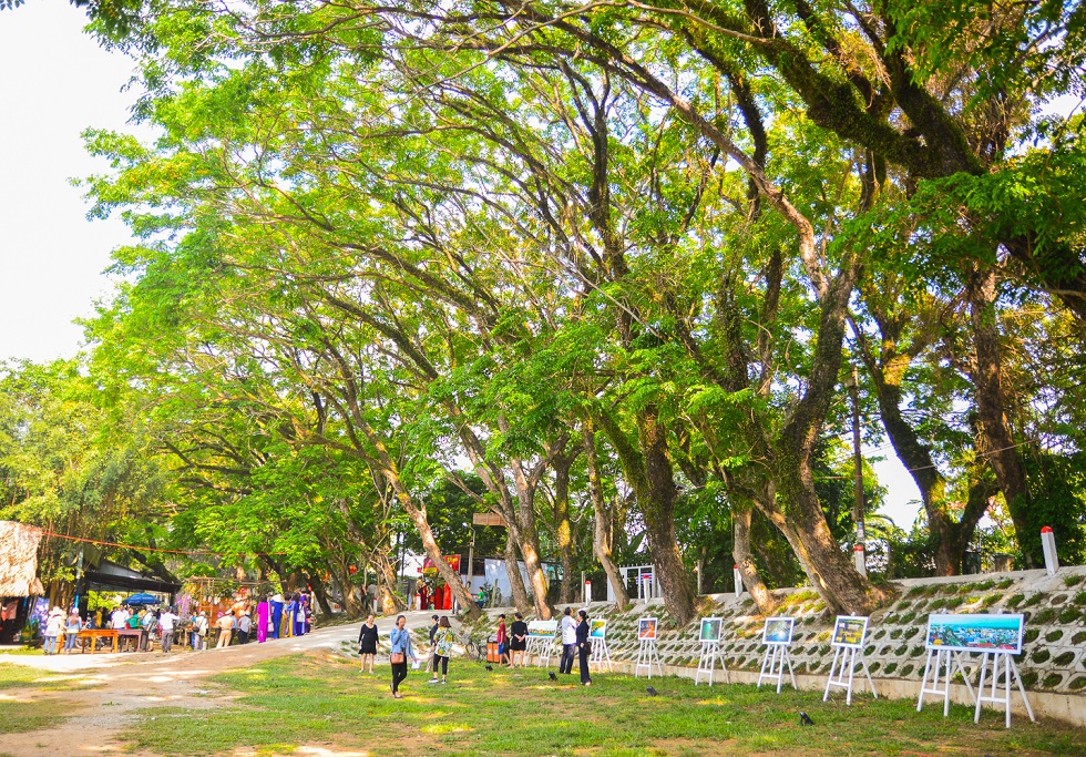 A line of old Sua flower tree in the Huong Tra Village 