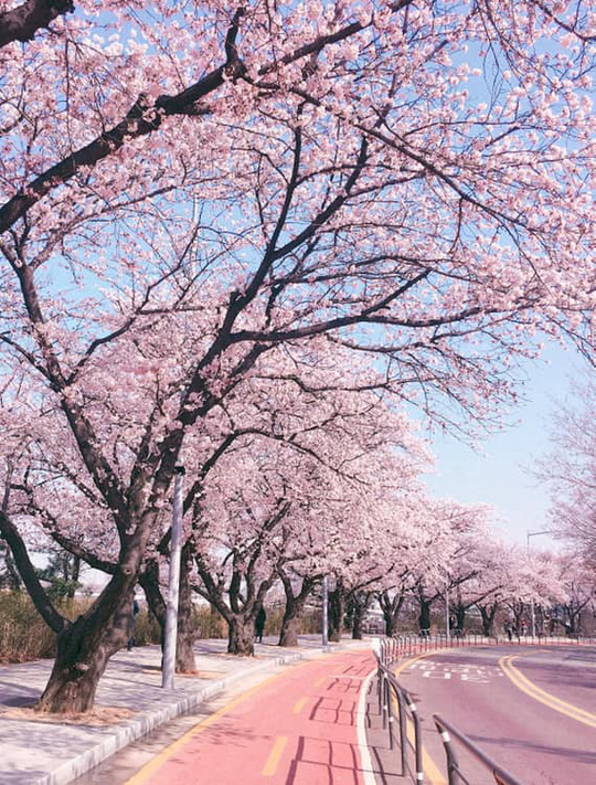 Một con đường rợp hoa anh đào ở Seoul, Hàn Quốc