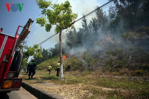 Khoảng 10h sáng 30/4, tại khu vực rừng trồng thuộc Khu Bảo tồn thiên nhiên bán đảo Sơn Trà, thành phố Đà Nẵng xảy ra một vụ cháy rừng. 