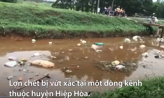 Xác lợn trôi đầy kênh ở Bắc Giang