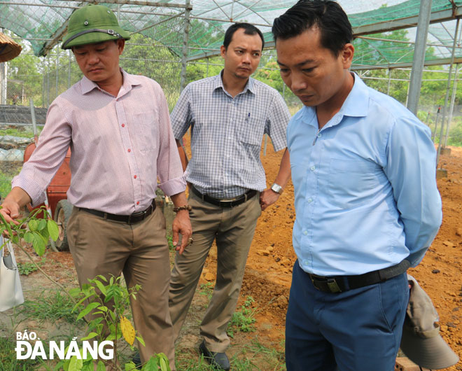 Xây dựng mô hình trồng cây thuốc tại Đà Nẵng