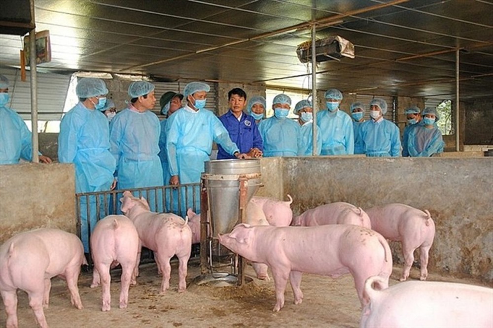 Phòng, chống, khống chế bệnh dịch tả lợn châu Phi là nhiệm vụ trọng tâm, cấp bách
