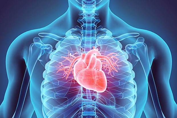 Nhật Bản đẩy mạnh nghiên cứu chữa bệnh tim bằng tế bào gốc