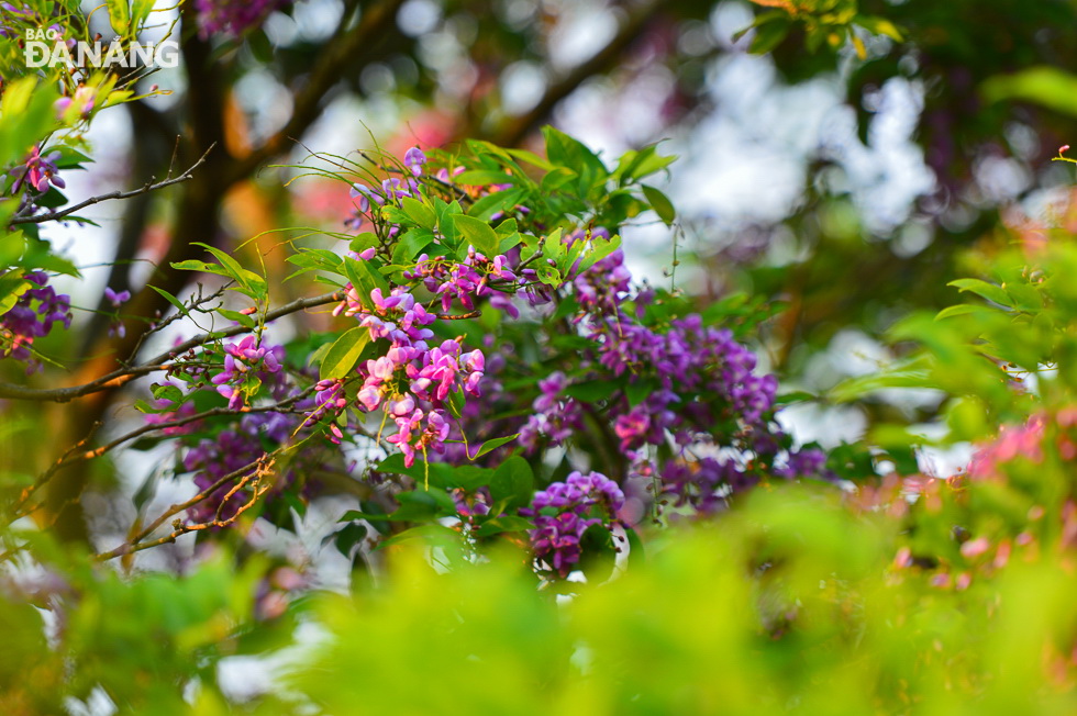 Each inflorescence is about between 10cm and 15cm in length