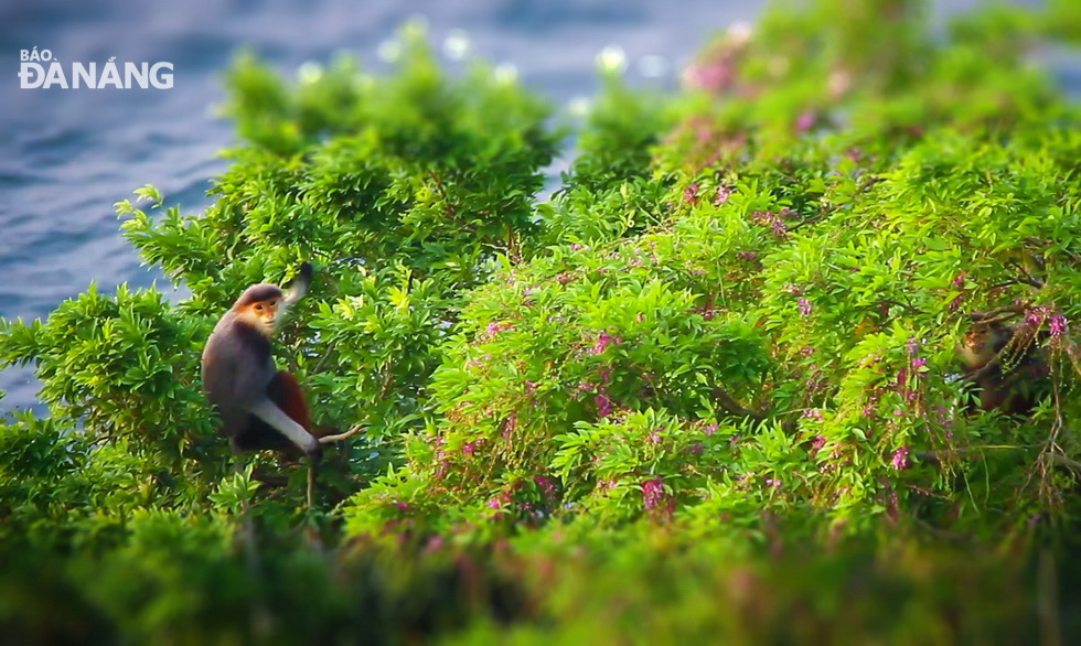 Red-shanked douc langurs on the Peninsula like to eat this type of flowers