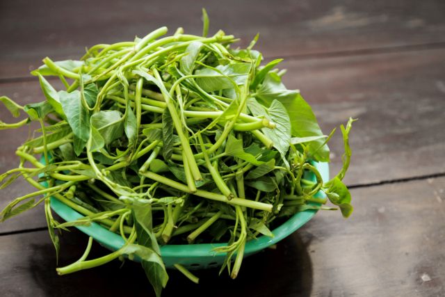 Kicker: A basket of fresh and quality rau muống ready to be prepared. Photo Hồ Hoàng Read more at http://vietnamnews.vn/life-style/519541/stir-fried-morning-glory-with-garlic%E2%80%94a-speciality-of-viet-nam.html#orKOQwLoSAPlMEZM.99