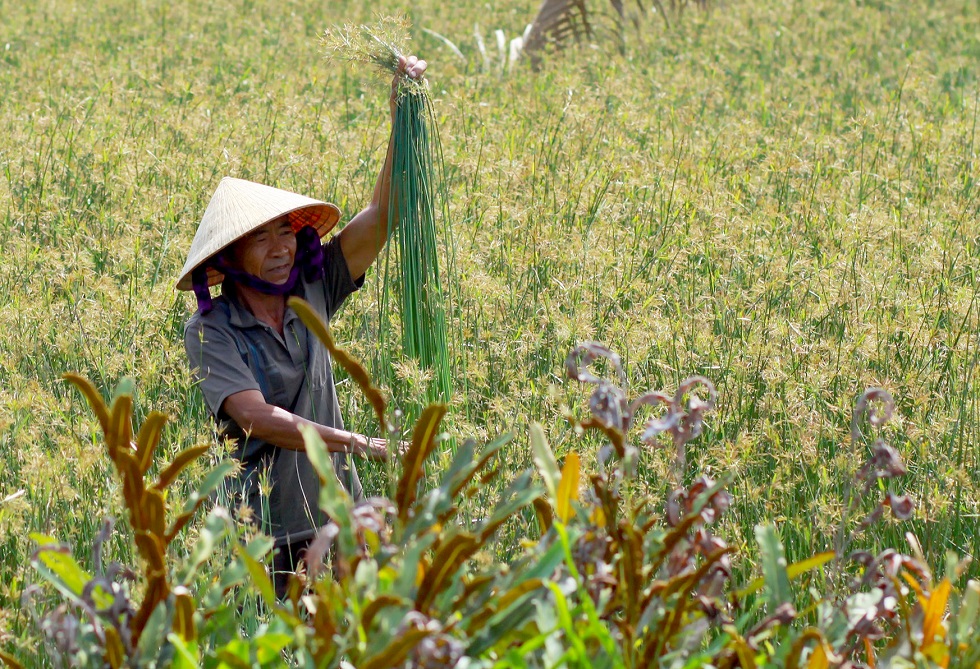 The rush field in Duy Vinh Commune’s Tra Dong Village is a great place for Ban Thach villagers to source their raw materials. 
