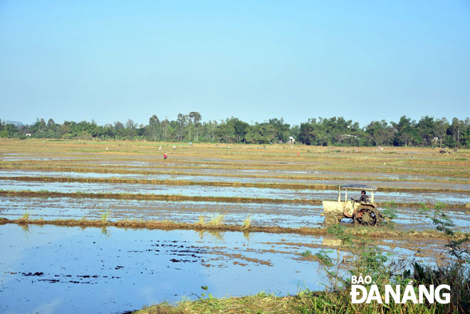 Xã Hòa Phước hiện có 25ha diện tích trồng lúa hữu cơ, sản xuất không đủ đáp ứng nhu cầu người tiêu dùng.  Trong ảnh: cơ giới hóa trong sản xuất nông nghiệp ở Hòa Phước.