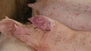 Nghi nhiễm liên cầu lợn thông qua vết thương hở, một người tử vong