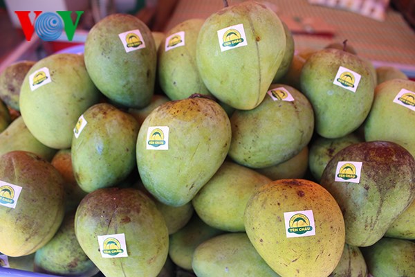 Son La mangoes for exports (Photo: VOV)