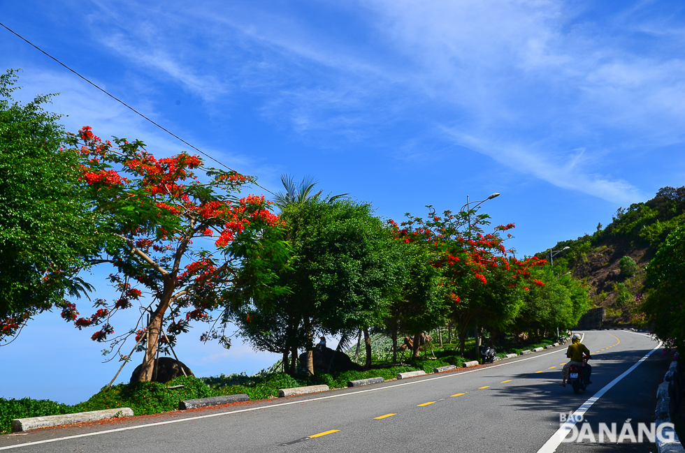 Phoenix flower trees along Hoang Sa Street leading to the peninsula