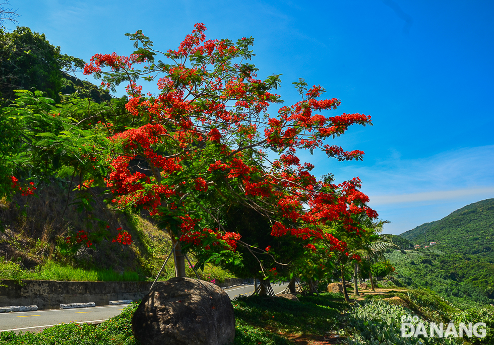 The prominent red colour of phoenix flowers amid green mountains and blue sky 