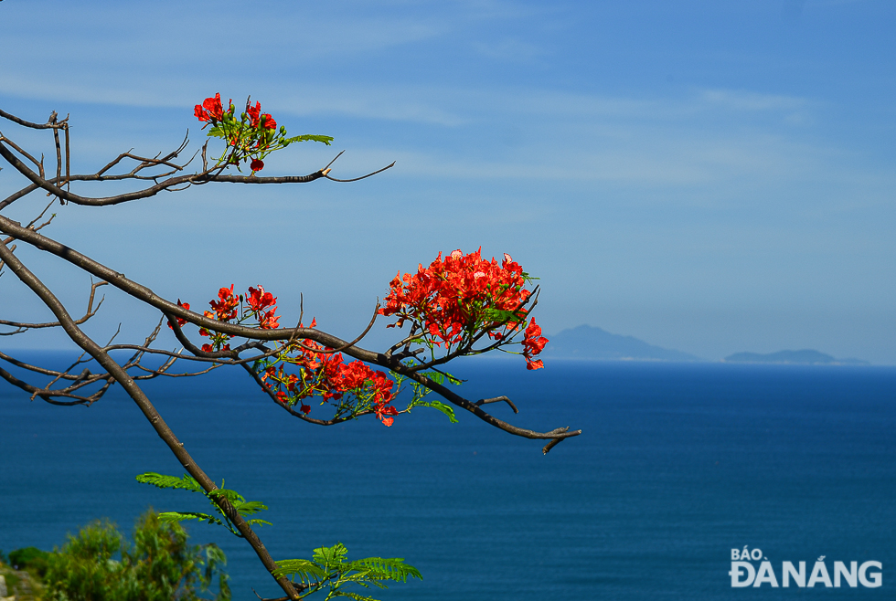 Flamboyant flowers are in full bloom 