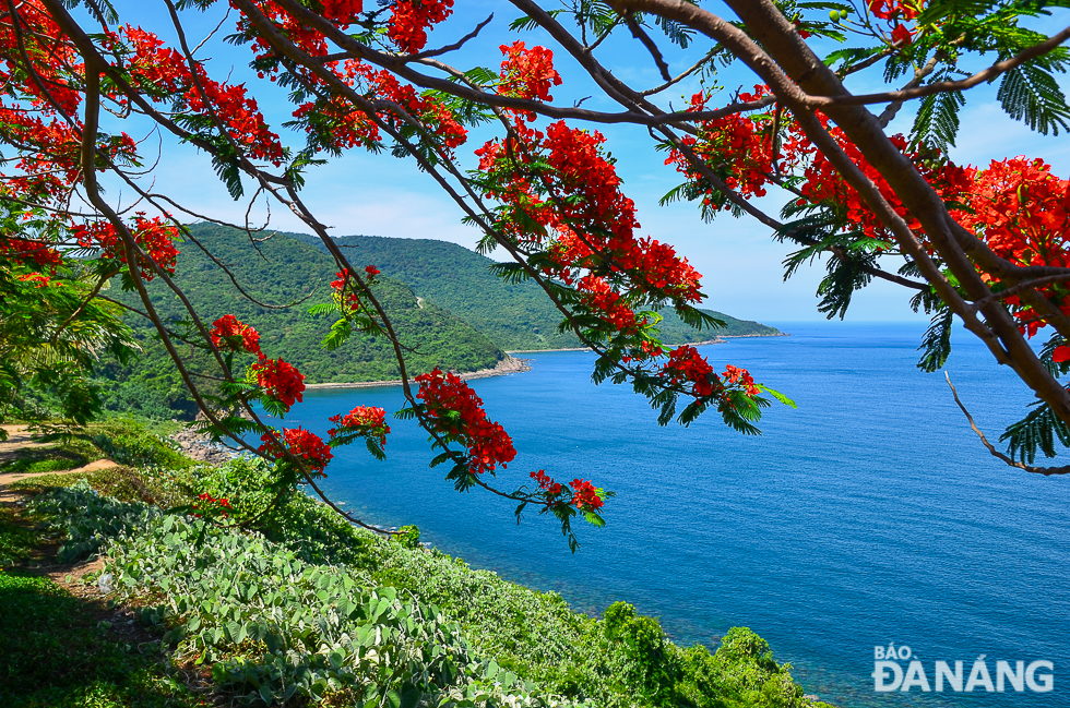 In the season of red phoenix flowers, the Son Tra Peninsula has become even more glamorous and inviting to visitors.