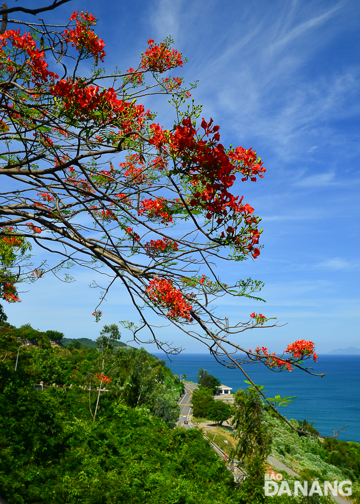 Red phoenix flowers seen from the Linh Ung Pagoda on the peninsula