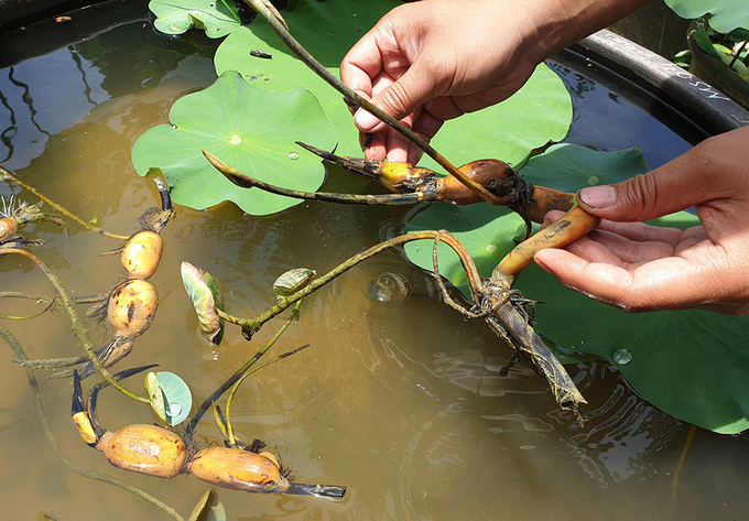 Ảnh hoa sen nghìn cánh - mời bạn đắm mình trong vẻ đẹp tuyệt vời của loài hoa sen nghìn cánh. Bức ảnh này sẽ giúp bạn cảm nhận được sự thanh tao và quyến rũ của loài hoa này.