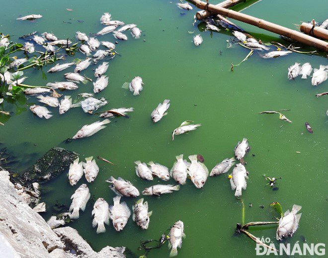 Rải rác xác cá chết nổi lên trên mặt hồ Thạc Gián - Vĩnh Trung trong 2 ngày qua.