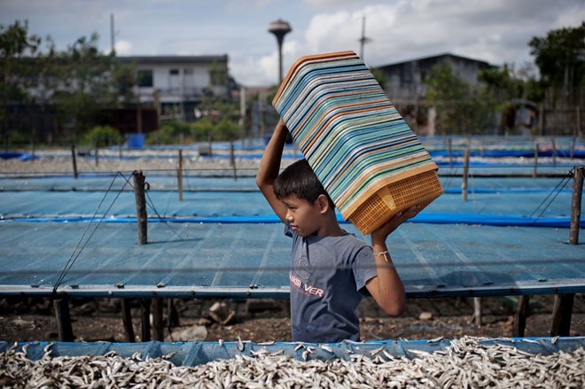 A child works in the fishery sector in Thailand. (Photo: bloomberg.com)