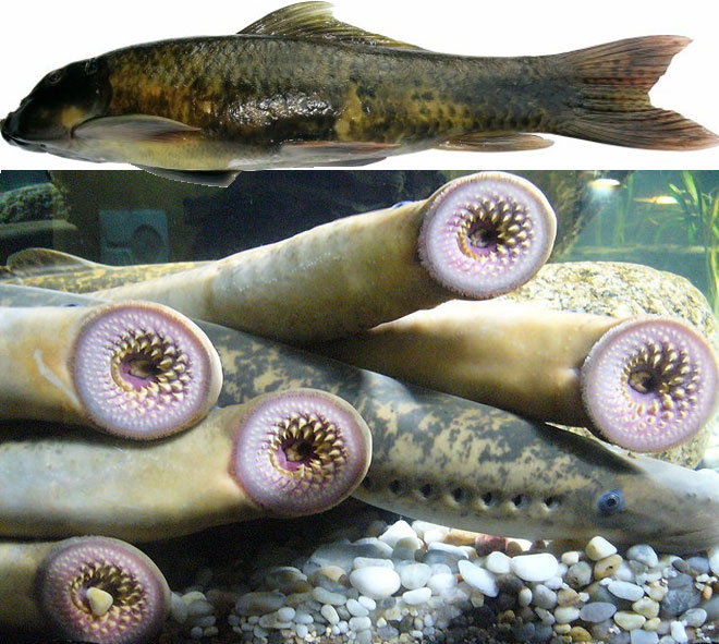Cá bám đá liền (ảnh trên) và cá mút đá với miệng tròn như chiếc đĩa và răng sắc nhọn.