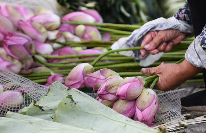 Một tiểu thương khác cho biết, vào mùa sen, chị thường mua 50 – 100 bông tại chợ đầu mối Quảng Bá, rồi về sắp lại thành những bó 10 bông bán lẻ cho khách. Giá bán lẻ hoa sen khoảng 50.000 – 60.000 đồng mỗi bó.  Chị Trần Thị Hạnh (Ba Đình) sau khi mua liền hai bó sen ở đường Thuỵ Khuê nói: “Hoa sen năm nay bông to và đều. Ở văn phòng tôi, mọi người đều thích hoa này”.