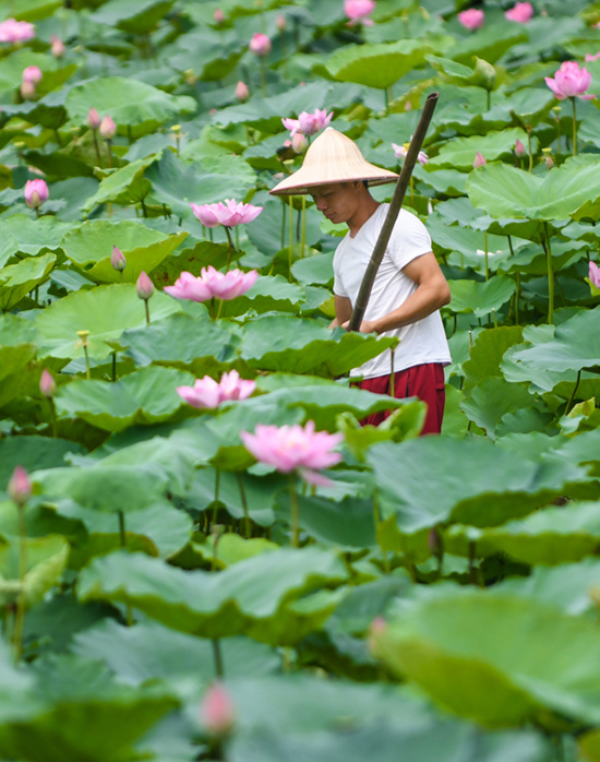 Hoa sen bày bán trên phố chủ yếu đến từ các đầm quanh Hà Nội như hồ Tây, Xuân Đỉnh và Gia Lâm. Ngoài thu hái sen vào buổi sáng (ảnh), các chủ đầm còn mở thêm dịch vụ chụp ảnh. Do đó, những bông hoa gần lối đi được giữ lại để khách tiện chụp ảnh, trong khi những bông ở xa hơn sẽ đem bán.