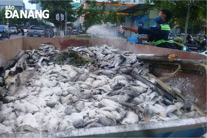 Công nhân của Công ty Thoát nước và Xử lý nước thải xử lý bằng vôi bột sau khi vớt xác cá chết lên bờ.