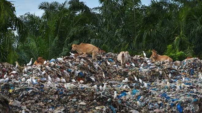 Egrets surround a group of cows as they gather on the top a rubbish pile at a waste dump in Meulaboh, Aceh province on Jun 8, 2019. (Photo: AFP)