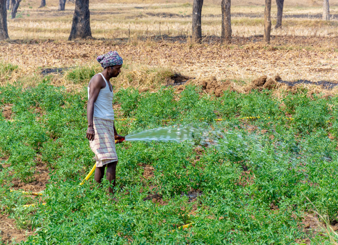 Người nông dân Ấn Độ tưới nước cho cây trồng. Ảnh: medium.com