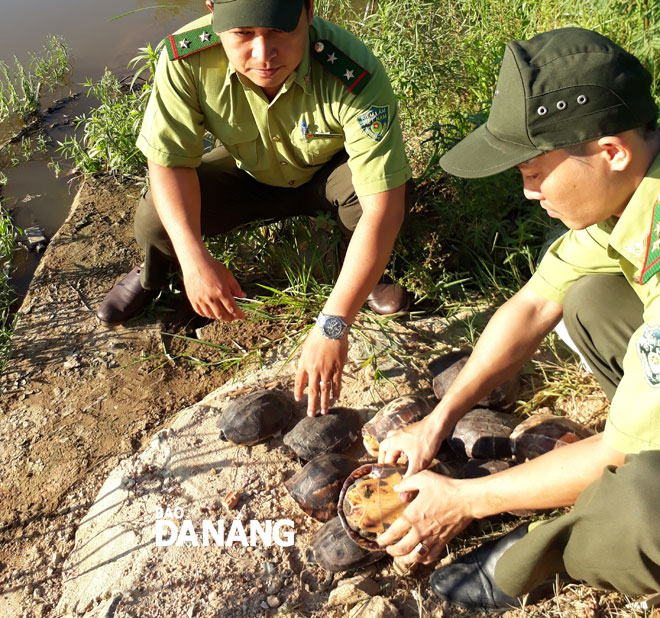 Các cá thể rùa được tái thả vào môi trường tự nhiên ở khu vực đầu nguồn hồ Đồng Nghệ.