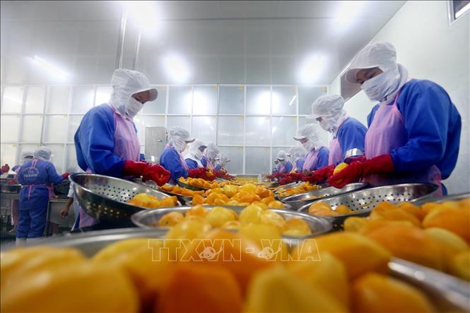 Công ty cổ phần Nafoods miền Nam xây dựng Tổ hợp sản xuất và chế biến hoa quả xuất khẩu tại Long An để xuất khẩu sang thị trường EU. Ảnh: TTXVN