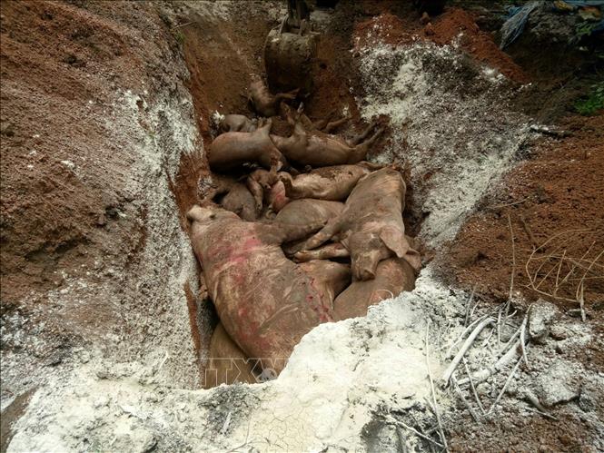 Lợn bị nhiễm tả lợn châu Phi được chôn lấp. Ảnh: Dương Chí Tưởng/TTXVN