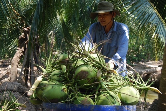A farmers check coconuts before selling to traders in a village in Ben Tre Province. C-commerce is seen a new door for farmers and SMEs in rural areas to seek new customers. (Photo: VNA)