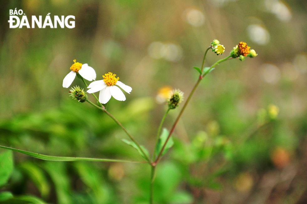  Bidens pilosa