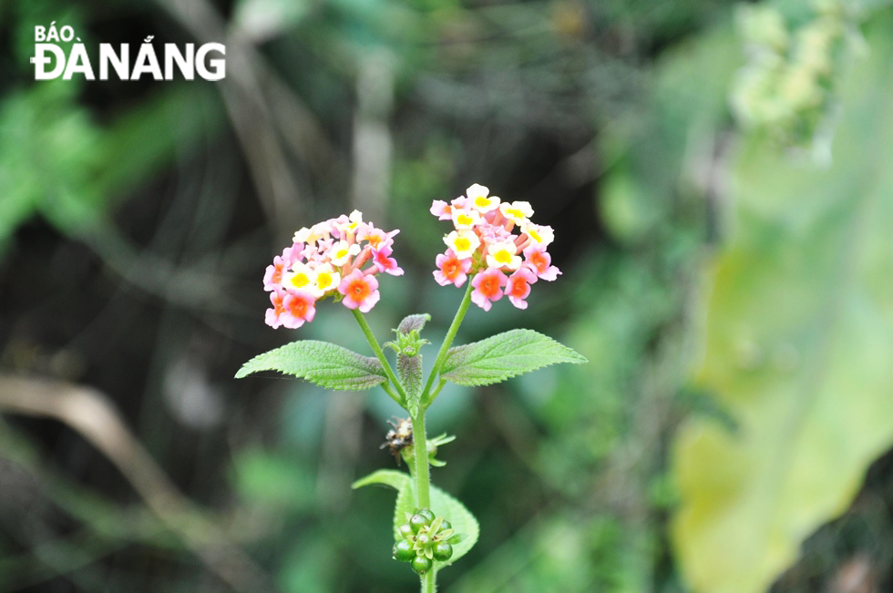 Lantana camara