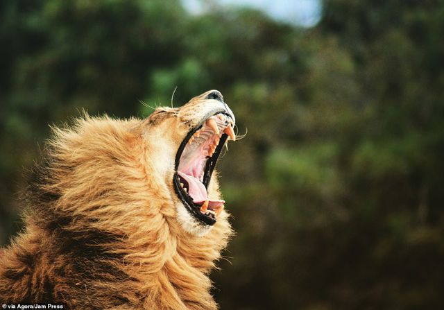 Sư tử rống ở Nam Phi - nhiếp ảnh gia Nadine R
