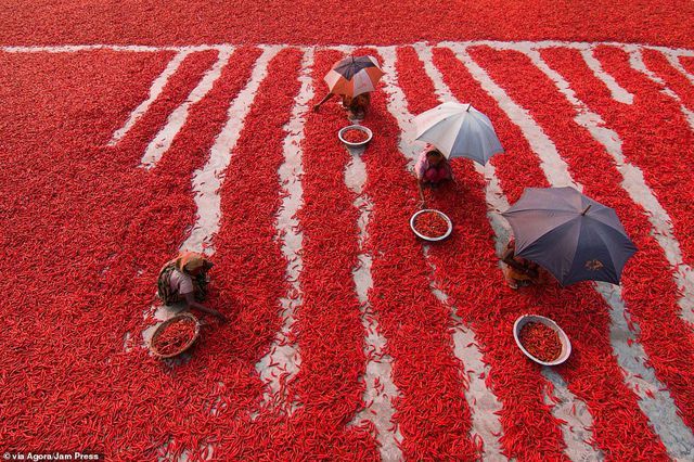Thu hoạch ớt ở Bangladesh - nhiếp ảnh gia Azim Ronni