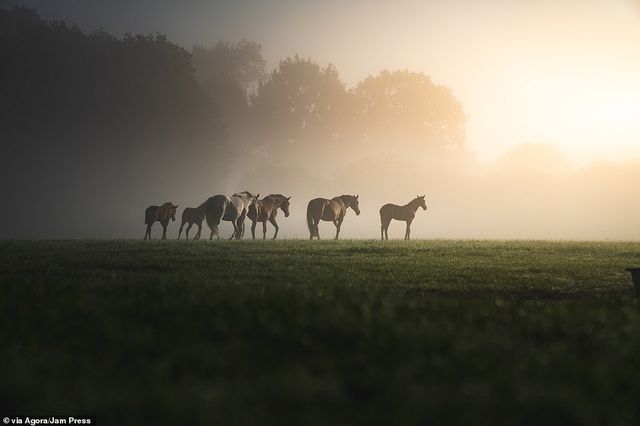 Một cánh đồng ở nước Đức trong buổi sáng mờ sương - nhiếp ảnh gia Patrik Heliosz